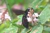 Xylocopa sp.